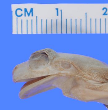 Media type: image; Herpetology A-17703